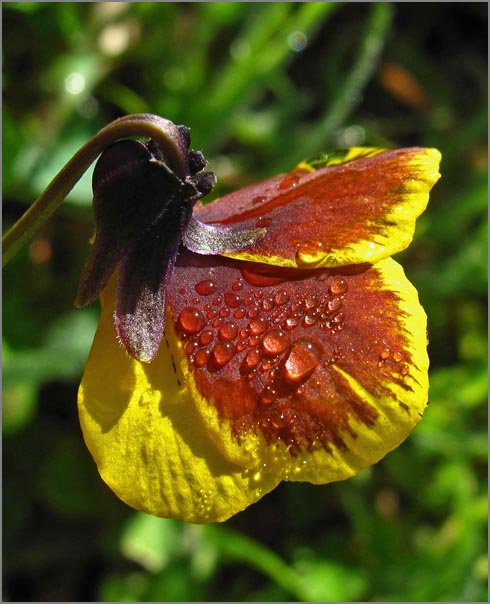 sm P05 Johnny Jump-Up.jpg - Johnny Jump-Up (Viola pedunculata): This native Violet is the host plant for the larvae of the endangered Callippe Silverspot Butterfly.